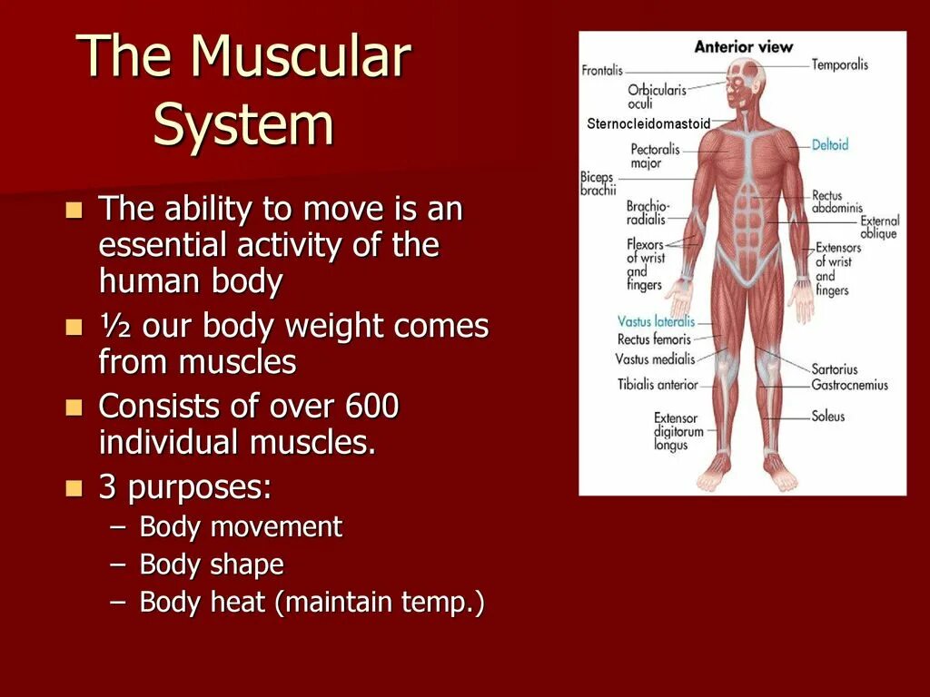Muscles function. Muscular system презентация. презентация по английскому muscular system. мышечная система. muscular system functions.