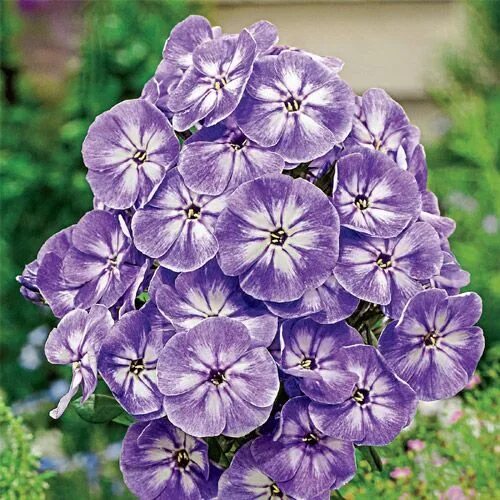 Флокс юник блу. Флокс юник олд. Флокс юник блу. Флокс юник олд церизе. Флокс метельчатый phlox paniculata younique old blue.