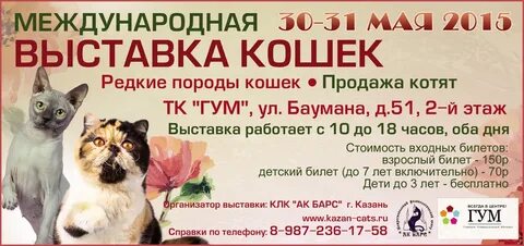 Выставка кошек казань