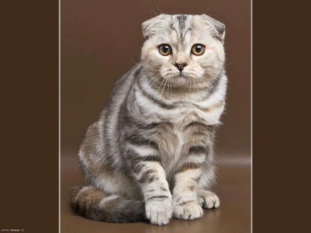Плюсы шотландских кошек. Плюсы шотландских кошек. Британский короткошерстный вислоухий кот. Британская вислоухая кошка. Описать шотландского вислоухого котенка.