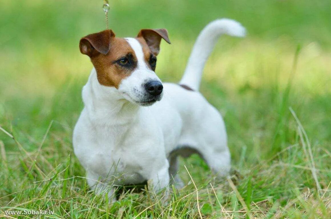 Джек рассел парсон. Джек рассел 3 щенка. Порода джек рассел. Джек рассел. Как выглядит щенок джек рассела.
