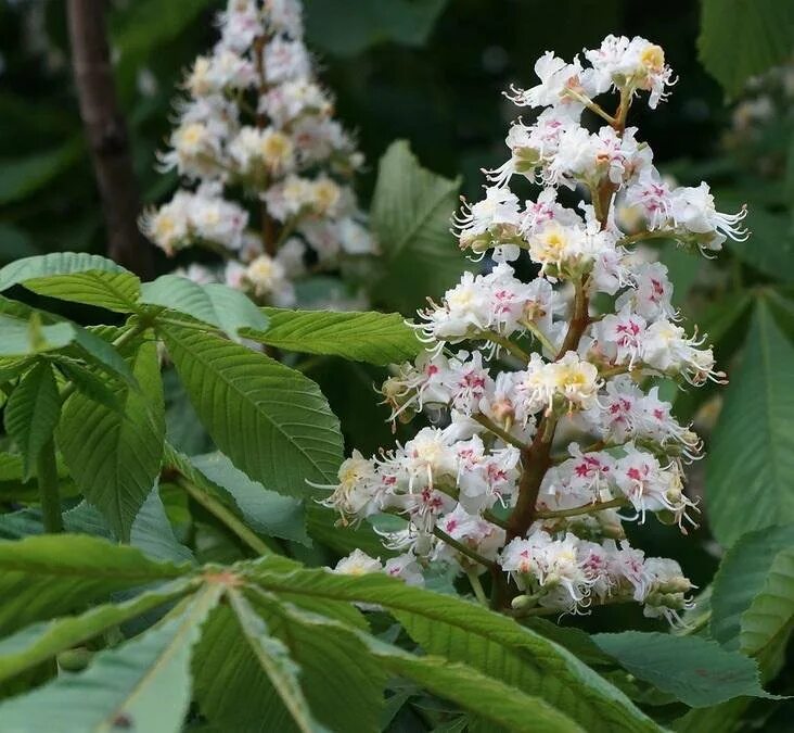 каштан конский (aesculus). саженцы каштана. конский каштан восьмитычинковый. саженцы каштана. конский каштан обыкновенный.
