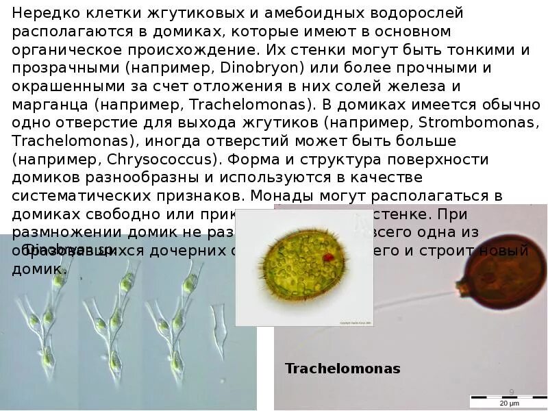 Трахеломонас. Trachelomonas строение. Трахеломонас схема. Трахеломонас водоросль под микроскопом. Клетка способная захватывать