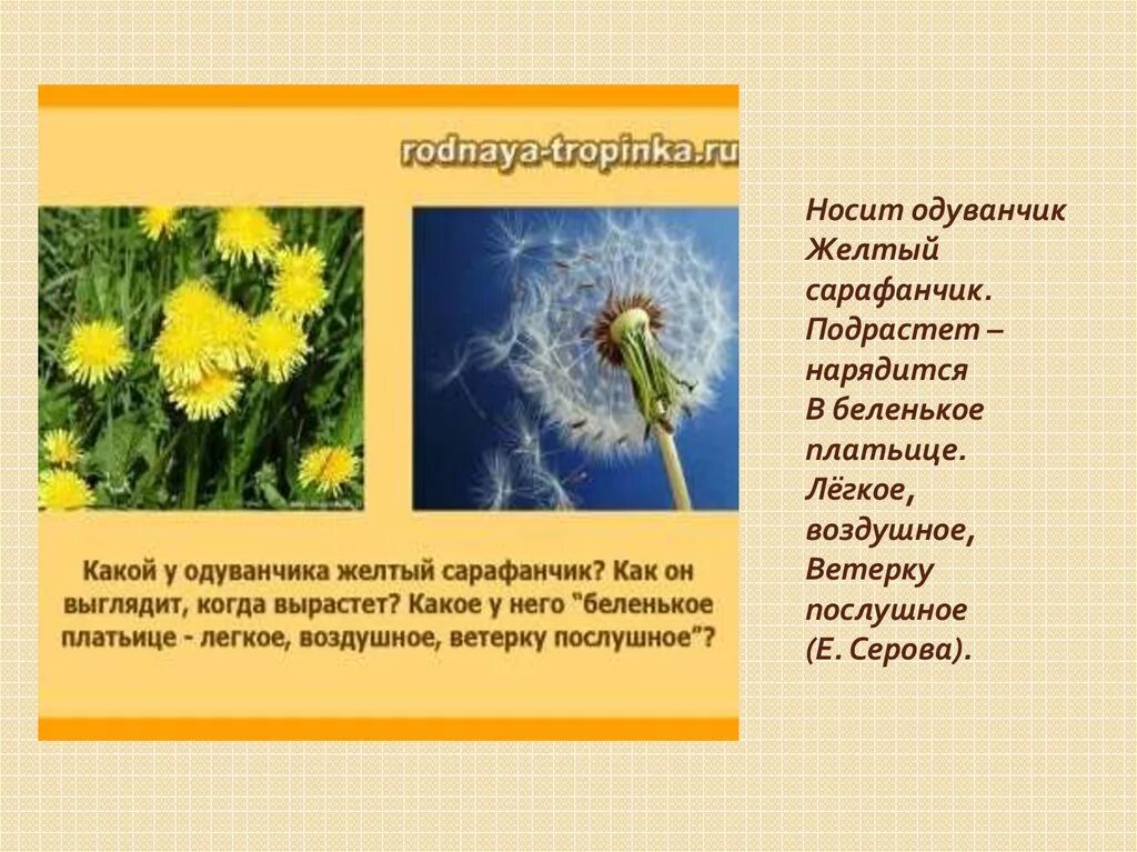 Одуванчик высотская 2 класс. Е Серова одуванчик. Е Серова одуванчик стихотворение. Одуванчик одуванчик желтый сарафанчик. Одуванчик желтый сарафанчик подрастет нарядится в Беленькое.