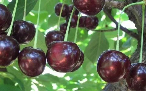 Сорт вишни с неокрашенным соком 7 букв