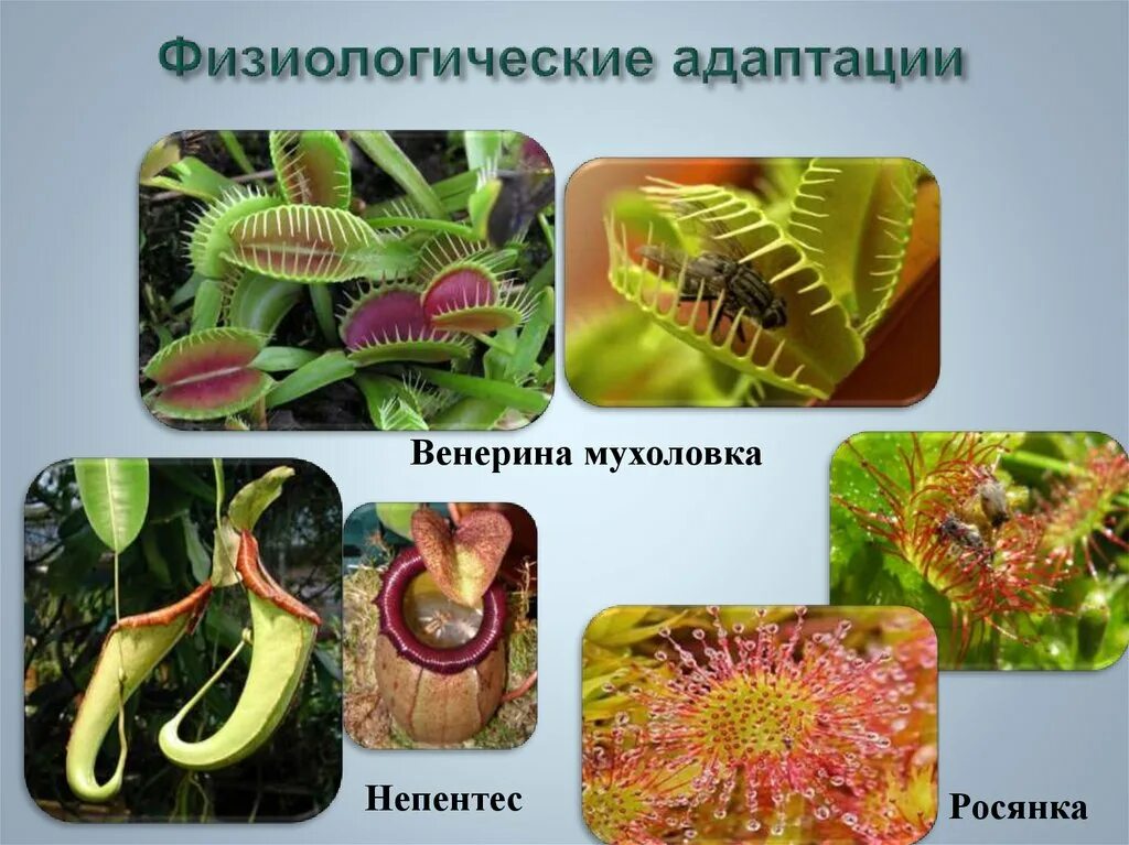 Среди приведенных ниже приспособлений организмов выберите. Венерина мухоловка физиологические адаптации. Физиологические адаптации Венерина мухоловка росянка непентес. Росянка мухоловка непентес. Росянка морфологическая адаптация.