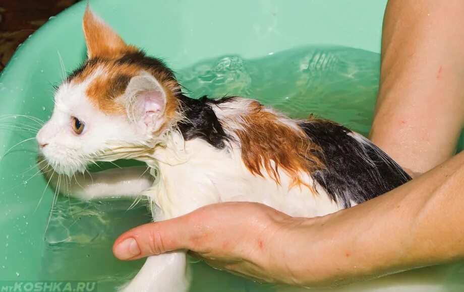 После мытья кошки. Кошку купают. Котенок купается. Кошка моется. Гигиена кошек.