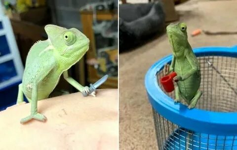 Раздача хамелеон