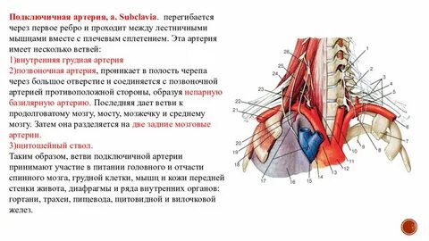Продолжение подключичной артерии