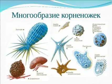Раковинная амеба фораминиферы