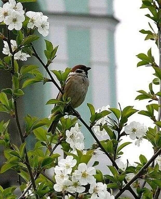 Птицы поющие в апреле. Весенние птицы. Птицы в яблоневом саду. Птицы на цветущей яблоне.