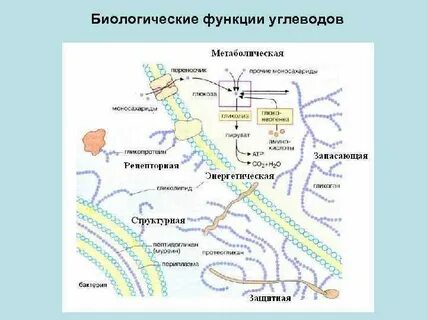 Структура углеводов биология