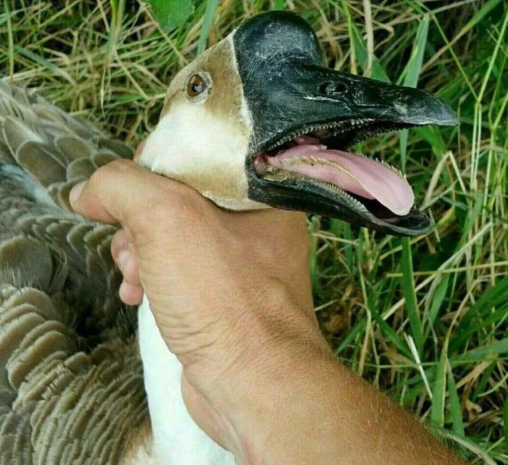 Что значит утка