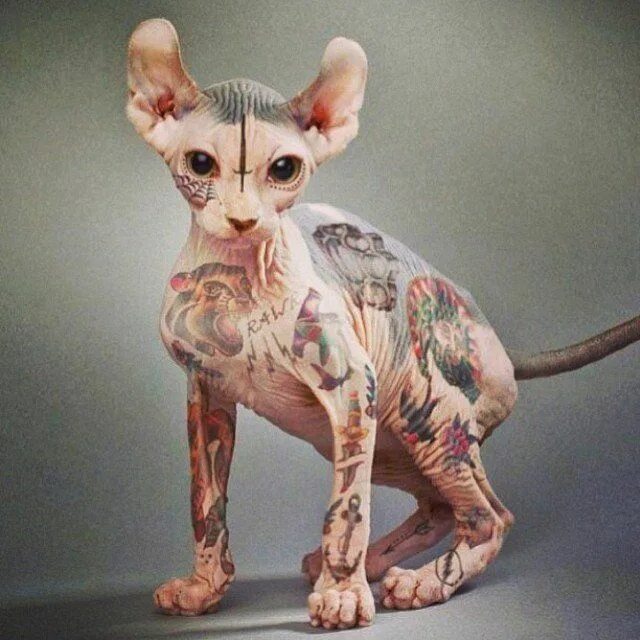 Download Unusual Beauty: An Engrossing Image of a Unique Feline Wallpapers.com
