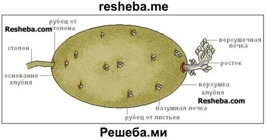 Строение клубня картофеля почки. Почки Глазков клубня картофеля. Рисунок внешний вид клубня картофеля. Внешнее строение клубня картофеля. Побеговую природу клубня картофеля доказывает осевое строение