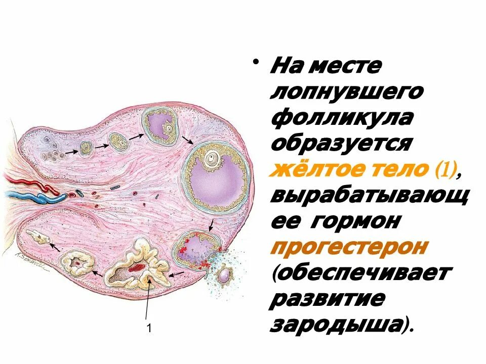 Желтое тело анатомия. Женская половая система желтое тело.