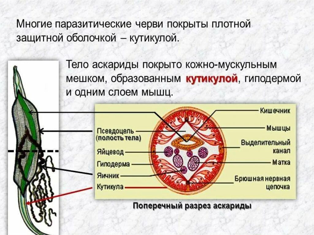 Черви покрыты кутикулой. Покровы тела круглых червей. Кожно мускульный мешок аскариды. Кожномускульнвц мешок нематоды. Строение кожно мускульного мешка аскариды.