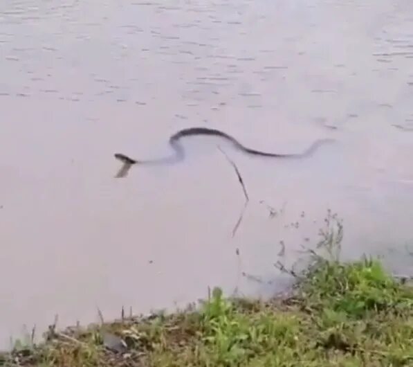 Гадюка плавает в воде или нет. Гадюка плавает в воде или нет