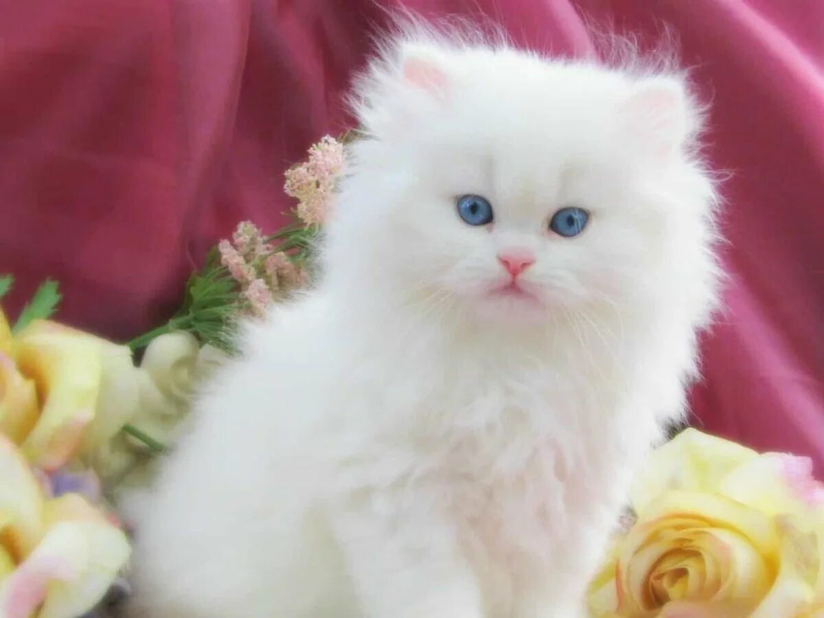 Персидская ангора кошка. Красивые котята. Красивые кошечки. Белый котенок.