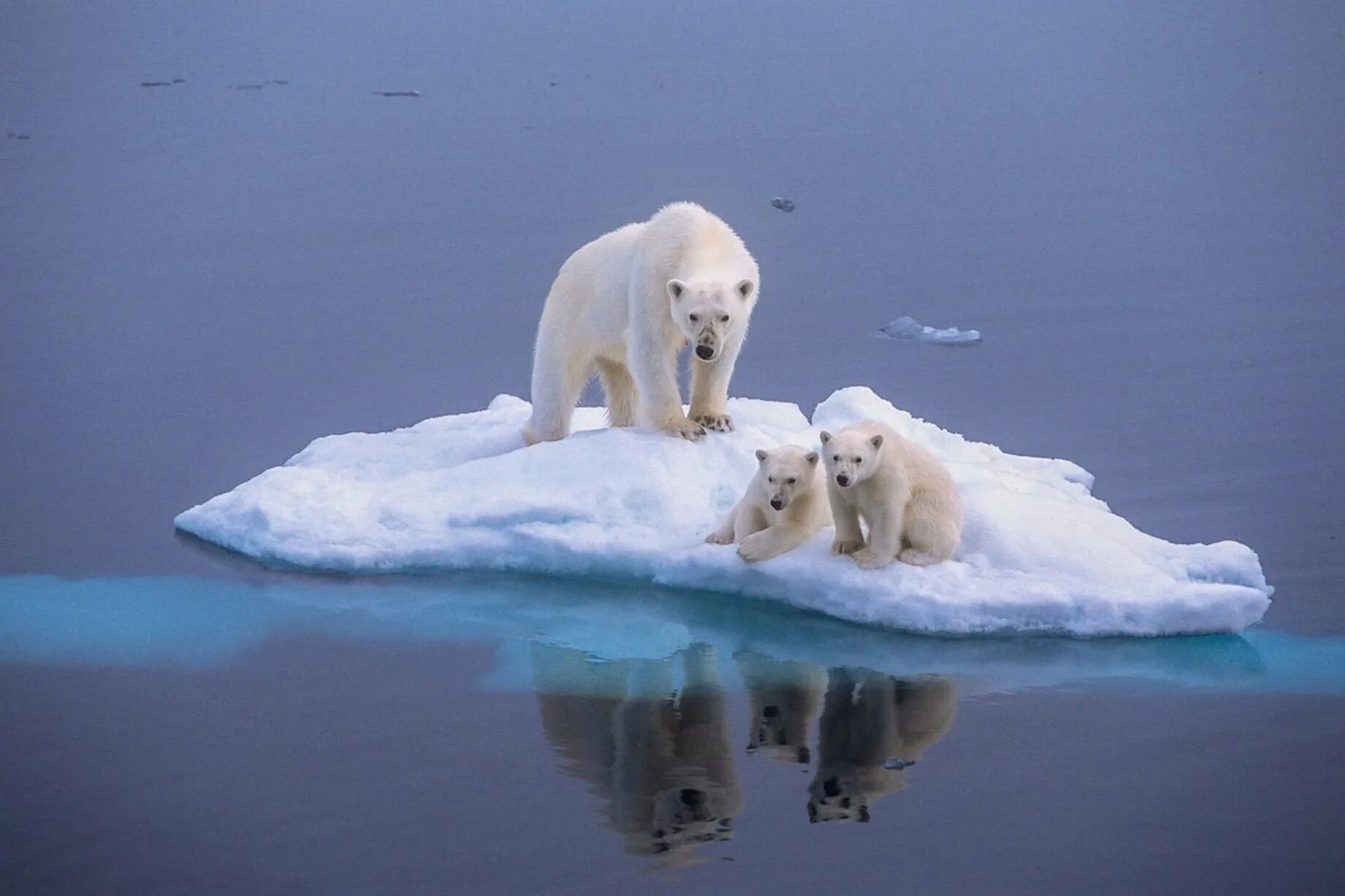 Медведи живут на севере. Белый Полярный медведь на льдине. Таяние ледников в Арктике. Полар бир (Polar Bear). Арктика – Антарктика белый медведь.