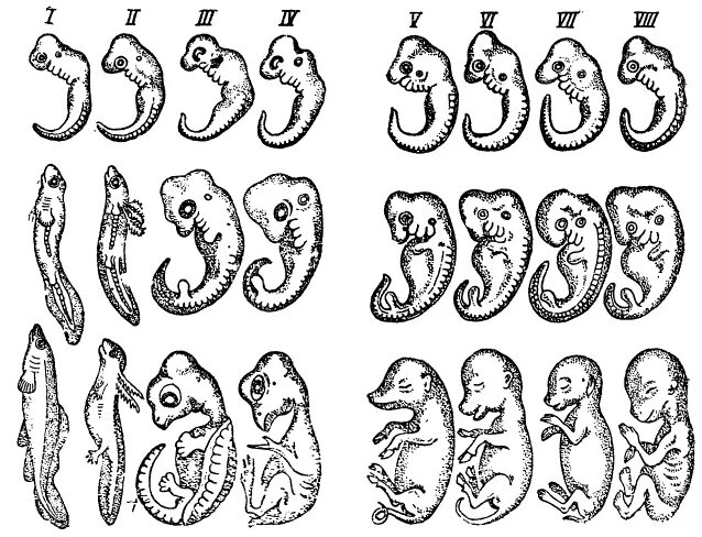 Эмбрион пресмыкающихся. Эмбрионы позвоночных. Развития плода человека и рептилий. Сходства эмбрионов позвоночных на ранних.