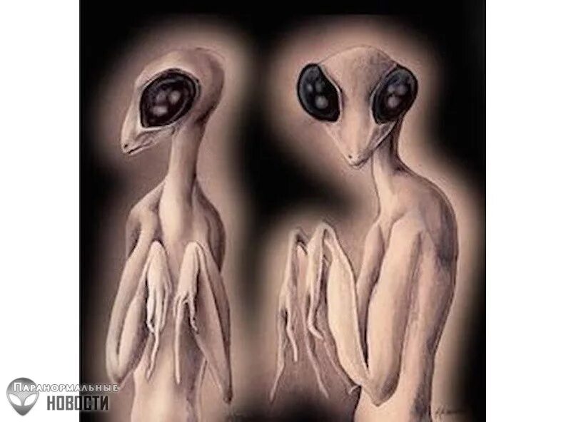 инсектоид жук богомол. разумные насекомые инопланетяне. богомол пришелец. богомол пришелец. насекомые инопланетяне проект 3 класс.