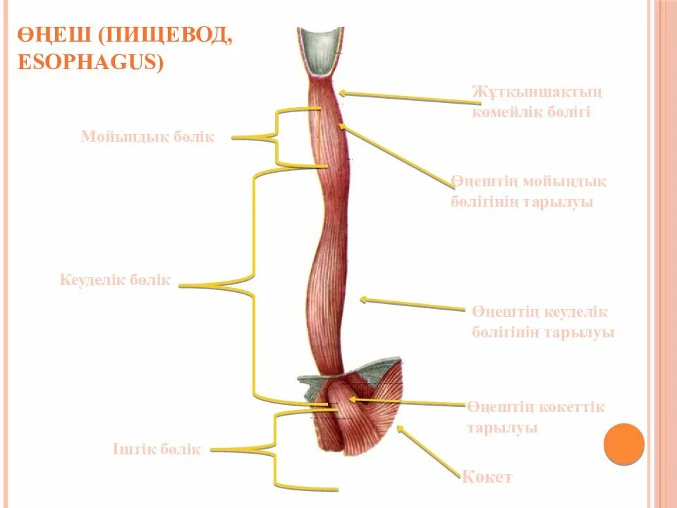 Строение пищевода рисунок. Пищевод анатомия человека. Структура пищевода. Анатомические структуры пищевода.