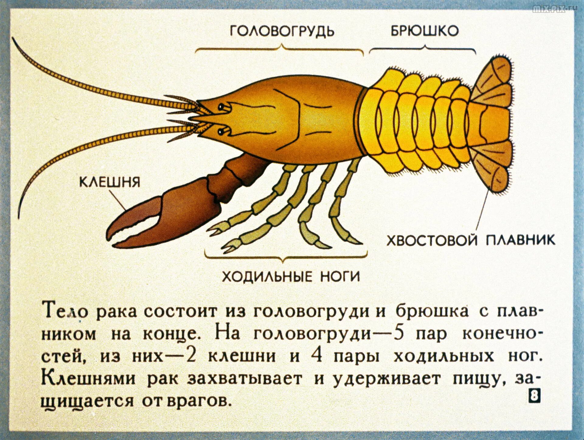 Ракообразные головогрудь и брюшко. Строение членистоногих ракообразные. Класс ракообразные. Класс ракообразные строение. Тип членистоногих класс ракообразные.