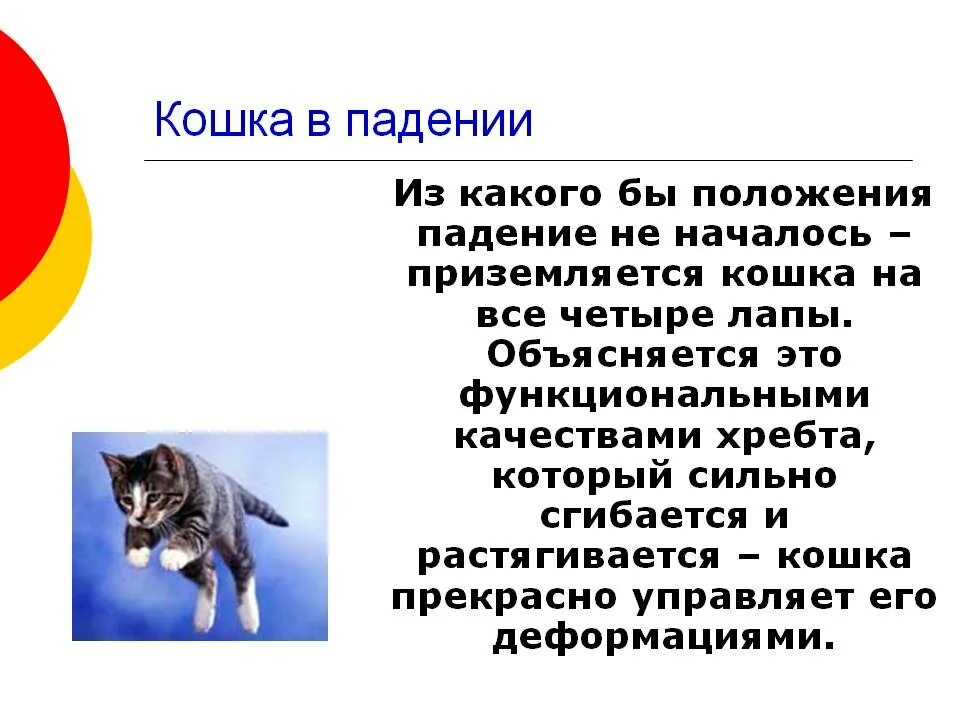 Кошка приземляется на 4 лапы. Почему кошки всегда приземляются на лапы. почему кошки всегда падают на лапы. почему кошки приземляются на 4 лапы.