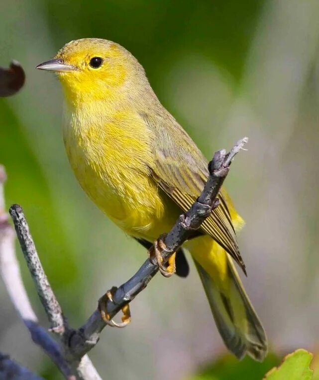 Желто коричневая птичка. Желтенькая певчая птица. Жёлтая певчая птичка. Желтенькие птички Лесные. Желтая Лесная птичка.