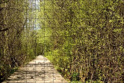 Path track