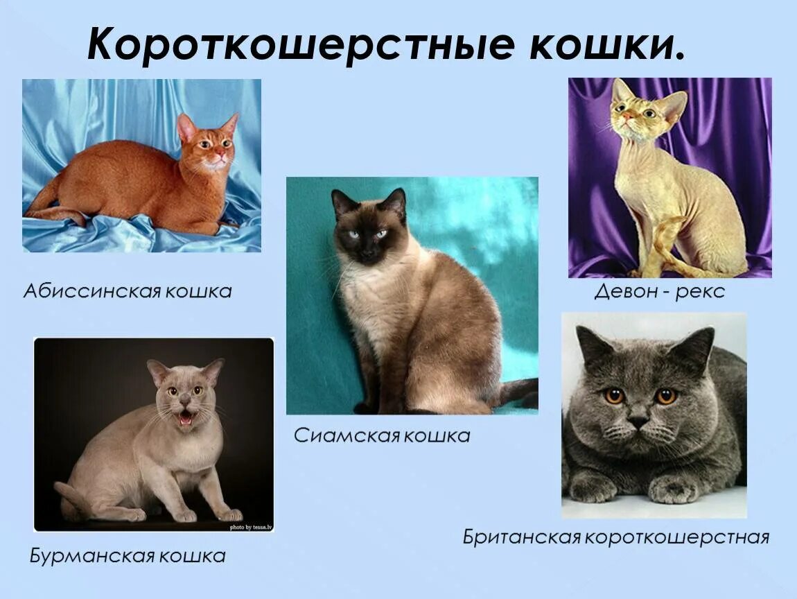 Разновидности кошек. Породы кошек с фотографиями и названиями. Породистые кошки и их названия. Породы домашних кошек с фотографиями. Разновидности пород кошек
