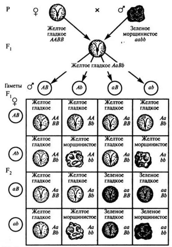 Схема наследования окраски и формы семян. Таблица механизма наследственности. Закономерности наследования при дигибридном скрещивании. Схемы скрещивания крови у человека.