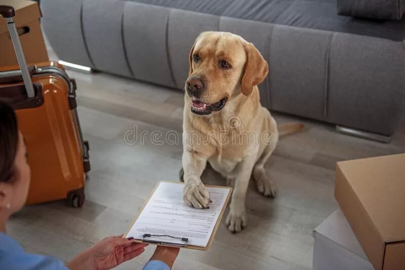 Собака подписывается. Щенок Пробует. Песик подписывает бумагу. Бреан собакү. Собака подписывает голливудский контракт.