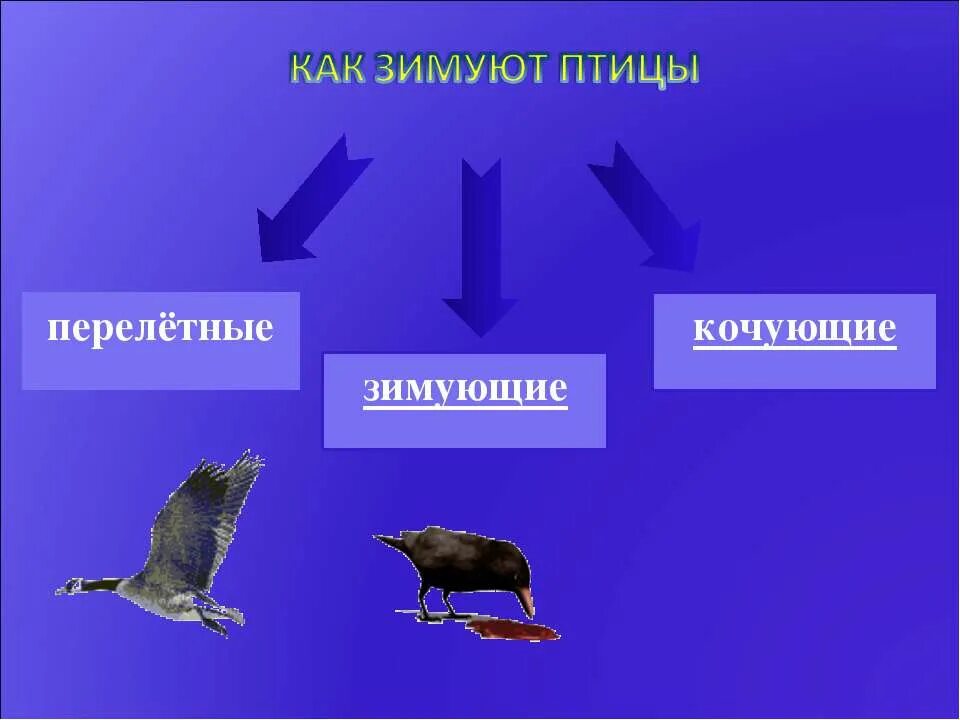 Жизнь мигрирующих и оседлых птиц. Перелетные зимующие и Кочующие птицы. Зимующие птицы перелетные птицы Кочующие птицы. Оседлые Кочующие и перелетные птицы. Хищные птицы перелетные и зимующие.