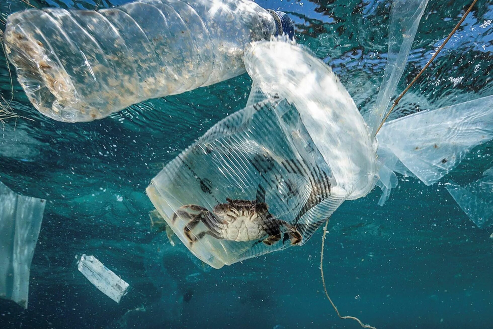 В воде гибнут. Загрязнение мирового океана. Пластиковые пакеты в океане. Пластиковое загрязнение океана. Загрязнение мирового океана пластиком.