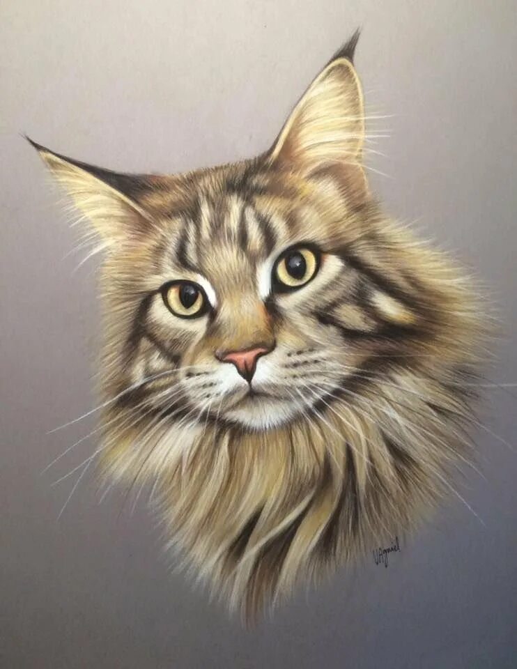 Мейн-кун. Портрет кошки. Кошка цветными карандашами. Нарисованный Мейн кун. Кот рисунок цветной