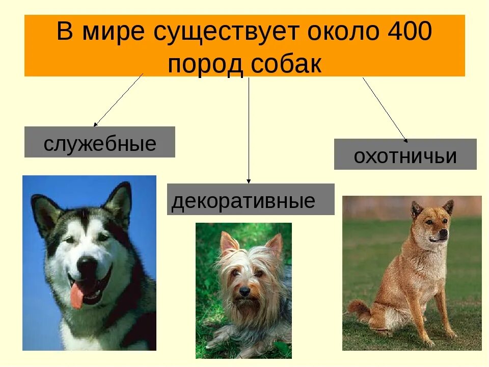Породы служебных собак с фотографиями и названиями 59 фото - ZooClever.ru