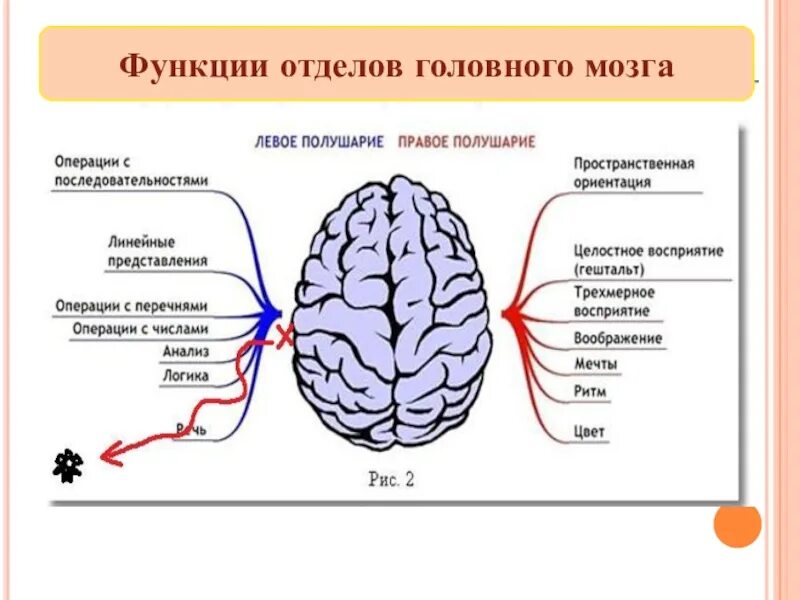 Какое полушарие головного мозга. Функции отделов головного мозга. Схема полушарий головного мозга. Мозг и его отделы и функции. Речевой отдел мозга.