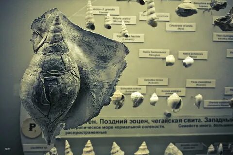 Палеонтологическая летопись