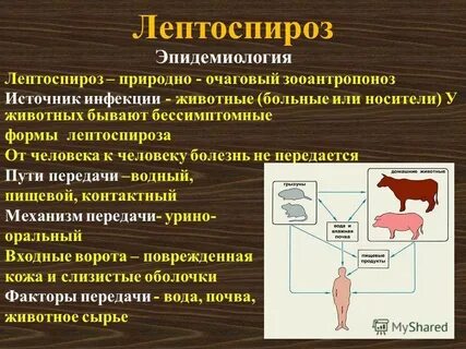 Защита организма у животных