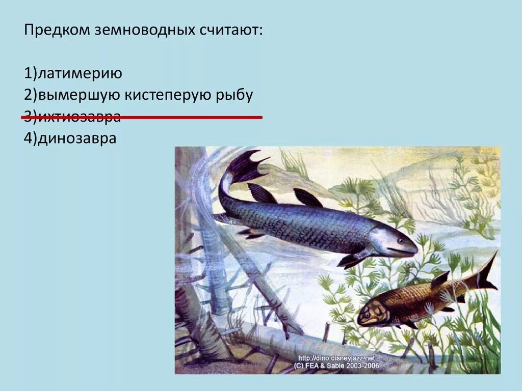 Предки амфибий. Предок современных земноводных. кистеперые рыбы предки земноводных. рыба предок земноводных.