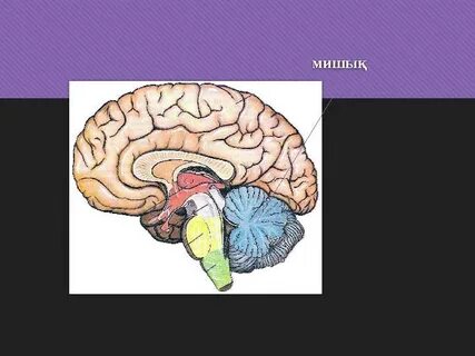 Лесби сквертинг оргазм порно