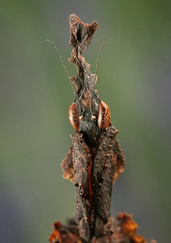 Богомол призрак. Богомол Phyllocrania paradoxa. Оотека богомола призрака. Ареал богомола призрака.