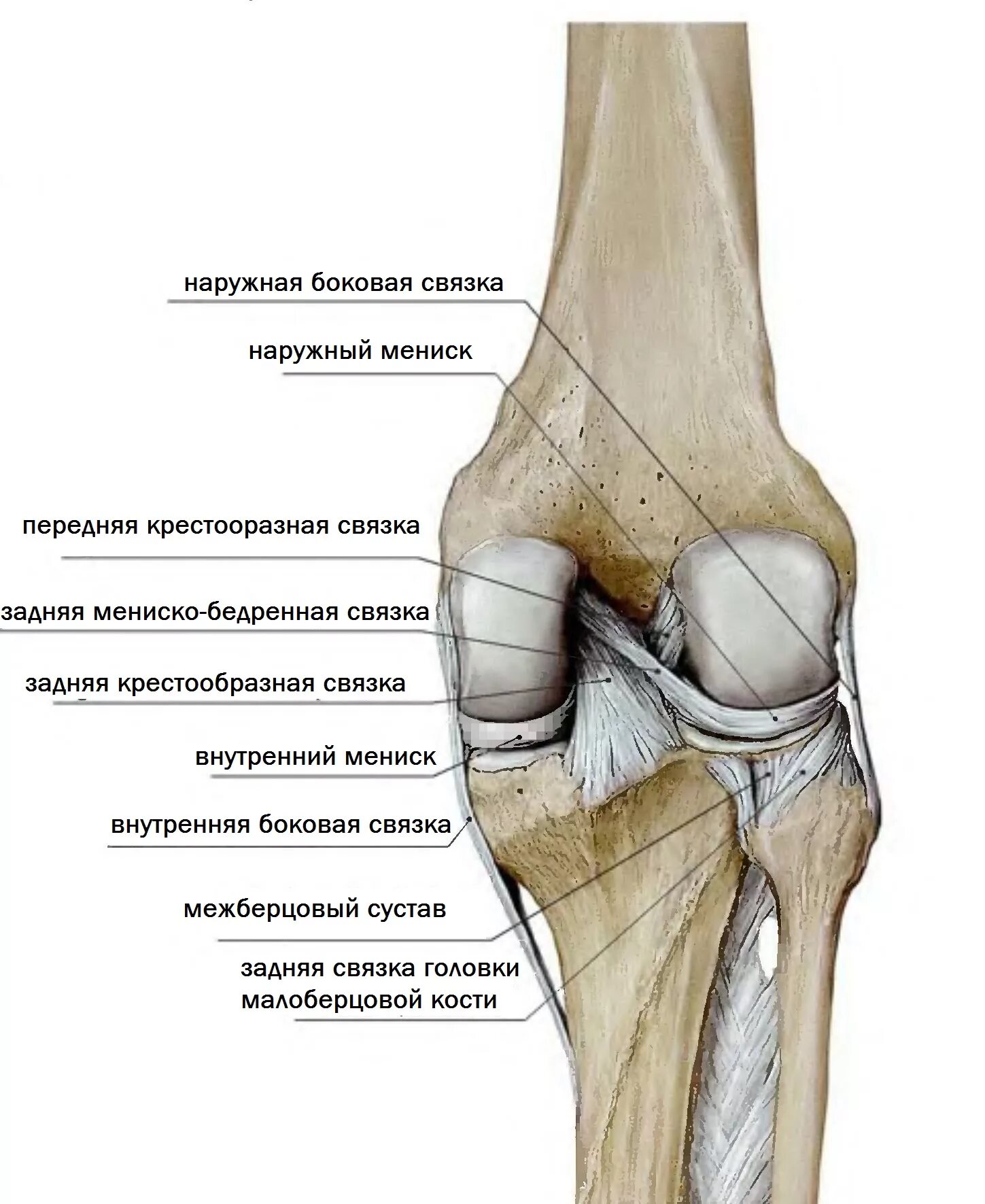 Суставная поверхность надколенника медиально. Большеберцовая кость и коленный сустав. Задняя связка головки малоберцовой кости. Коленный сустав малоберцовая кость.