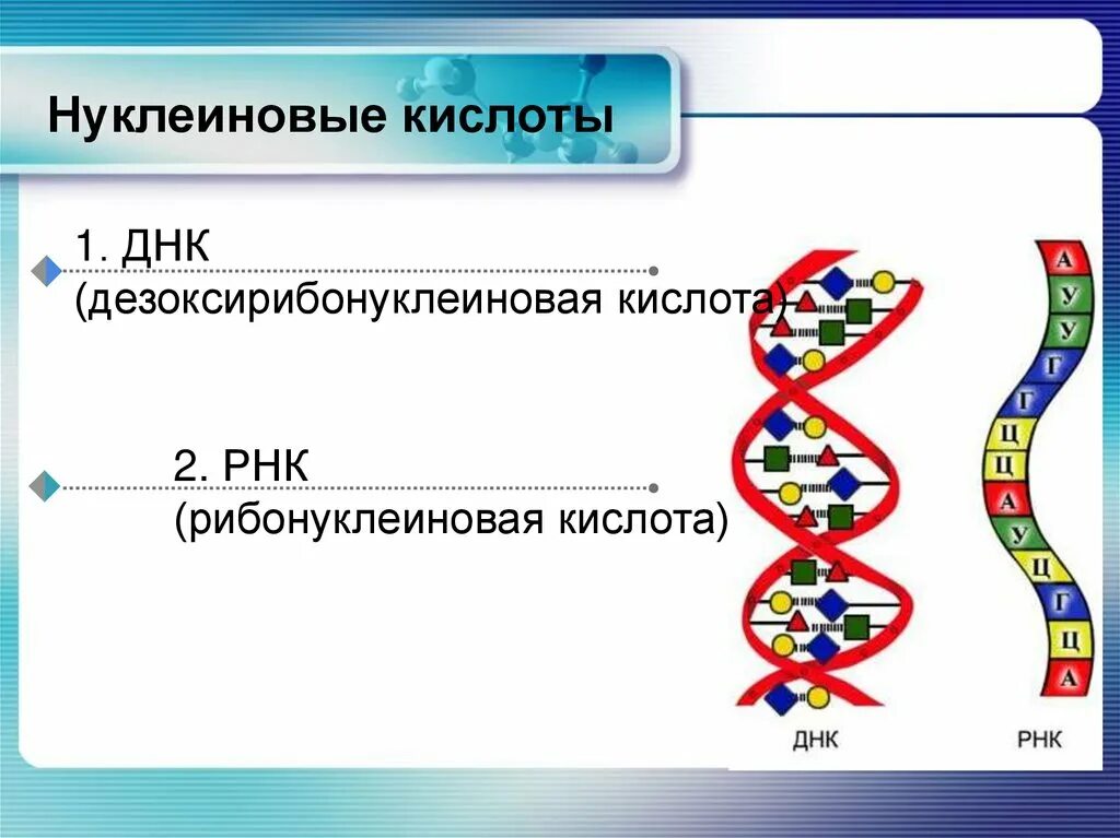 Структура нуклеиновых кислот днк. Строение нуклеиновых кислот. Нуклеиновые кислоты ДНК. Нуклеиновые кислоты презентация. Нуклеиновые кислоты РНК.