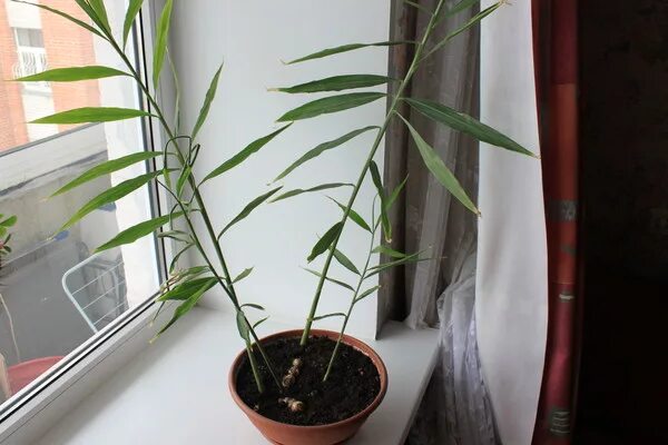 Gardens: get your ginger up Growing vegetables, Growing ginger, Container garden