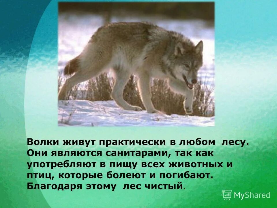 Почему говорят волк. Волк санитар леса. Почему волка называют санитаром леса. Волк санитар леса почему. Доклад про волка.