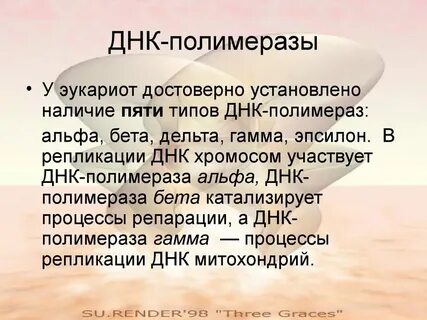 Функция днк полимеразы