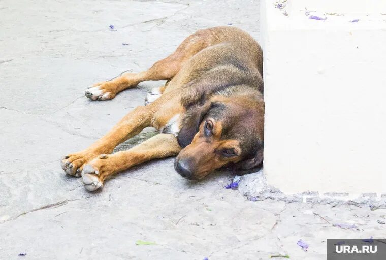 Усыпление бродячих собак. Усыпление бродячих собак. Щенки из приюта. Агрессивные бездомные собаки. Терапия животных.